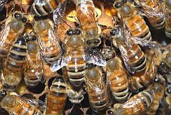 Bees
