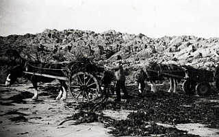 HorseCartSeaweed.jpg
